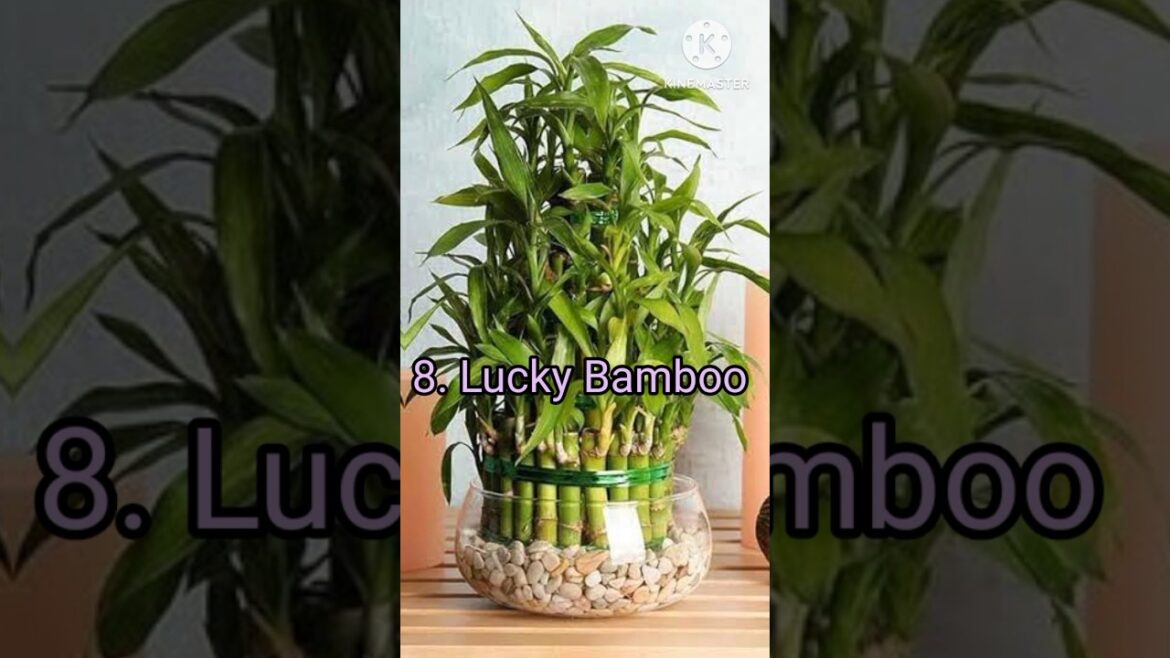 Indoor Plants Grow In Water Without Soil #youtubeshorts #indoorplants#summer #vibes #plants#shorts