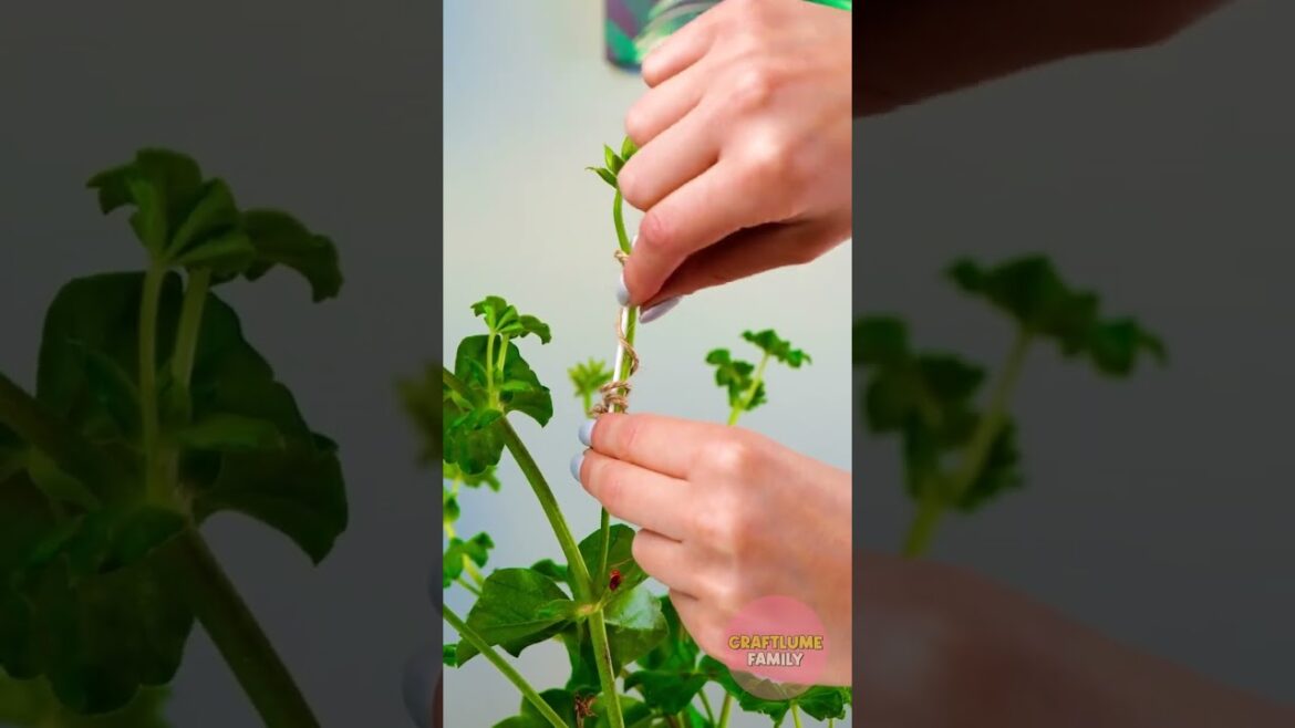 Clever Plant Hacks for the Ultimate Gardener!