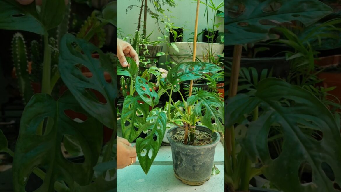 DIY moss stick 💚☘️| Broken heart plant 🪴 #plantlayout #youtubeshort #gardeningtips #plants #garden