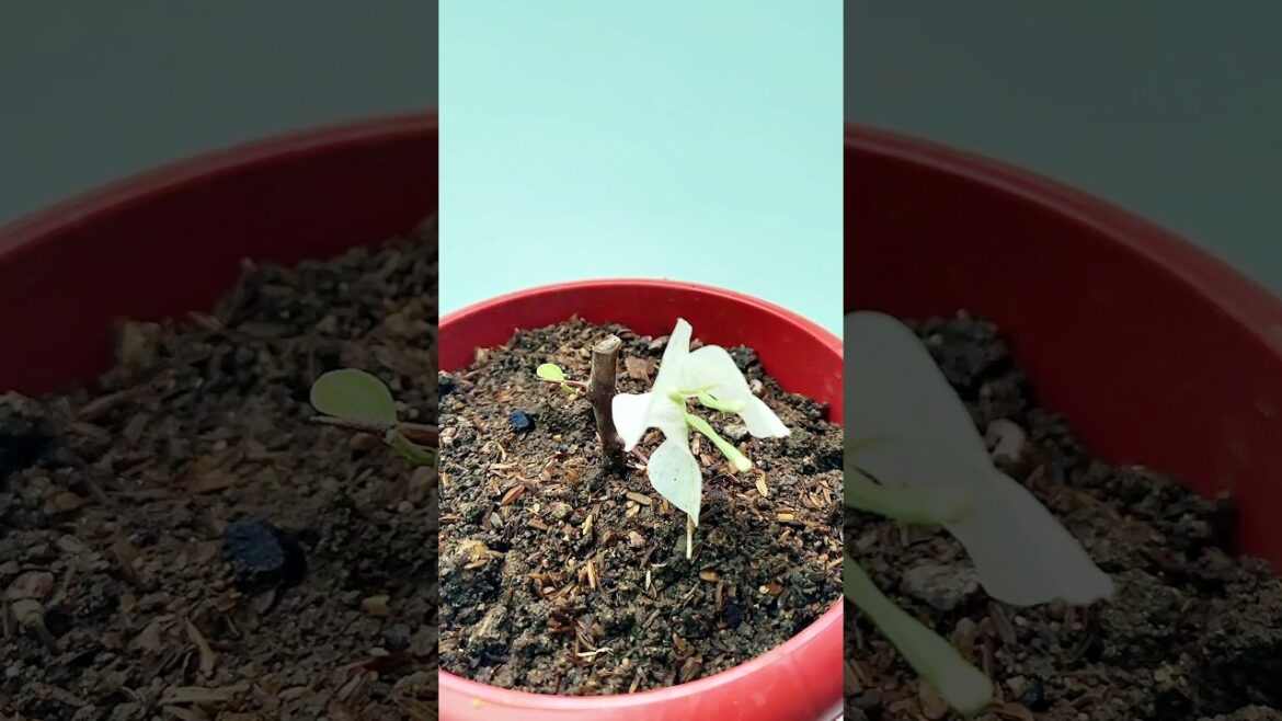 How to grow Bougainvillea | Tips For The Bougainvillea grow #shorts #shortsvideo #gardening How to grow Bougainvillea | Tips For The Bougainvillea grow #shorts #shortsvideo #gardening