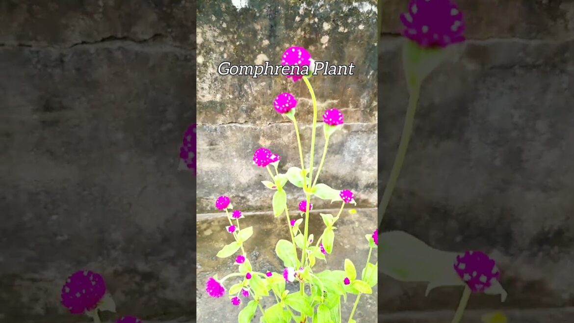 Gomphrena plant #garden #flowers #gardening #shorts #shorts #viralvideo #houseplants