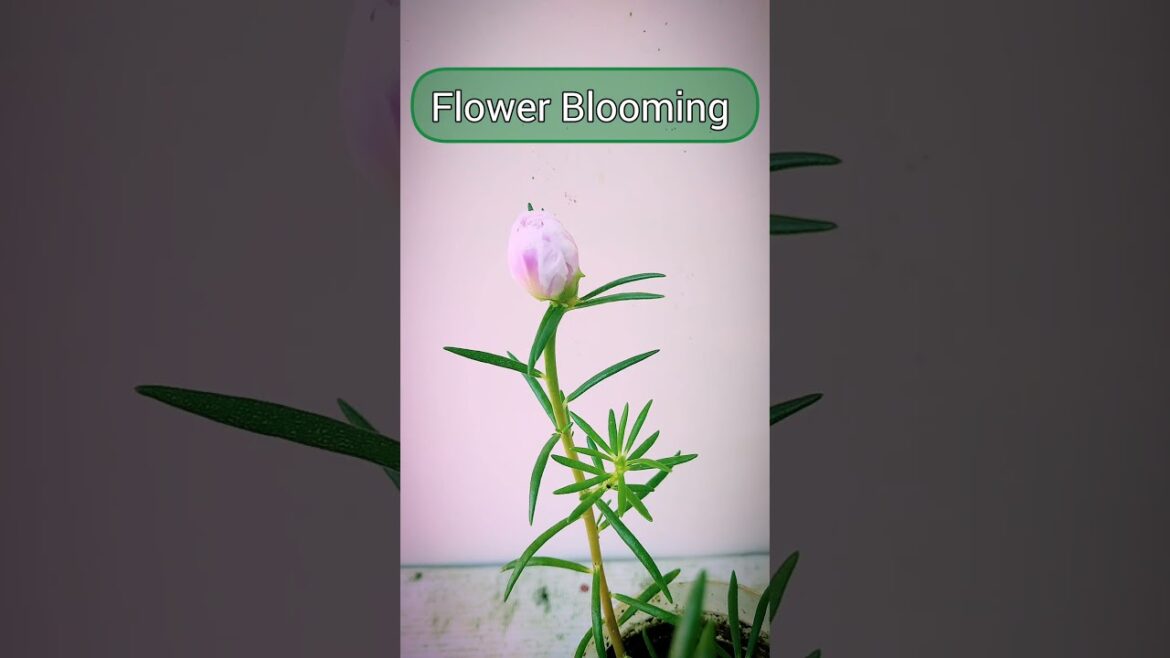 Time Leaps Portulaca I Portulaca Time Leaps | Time Leaps #shortvideo #garden #shorts