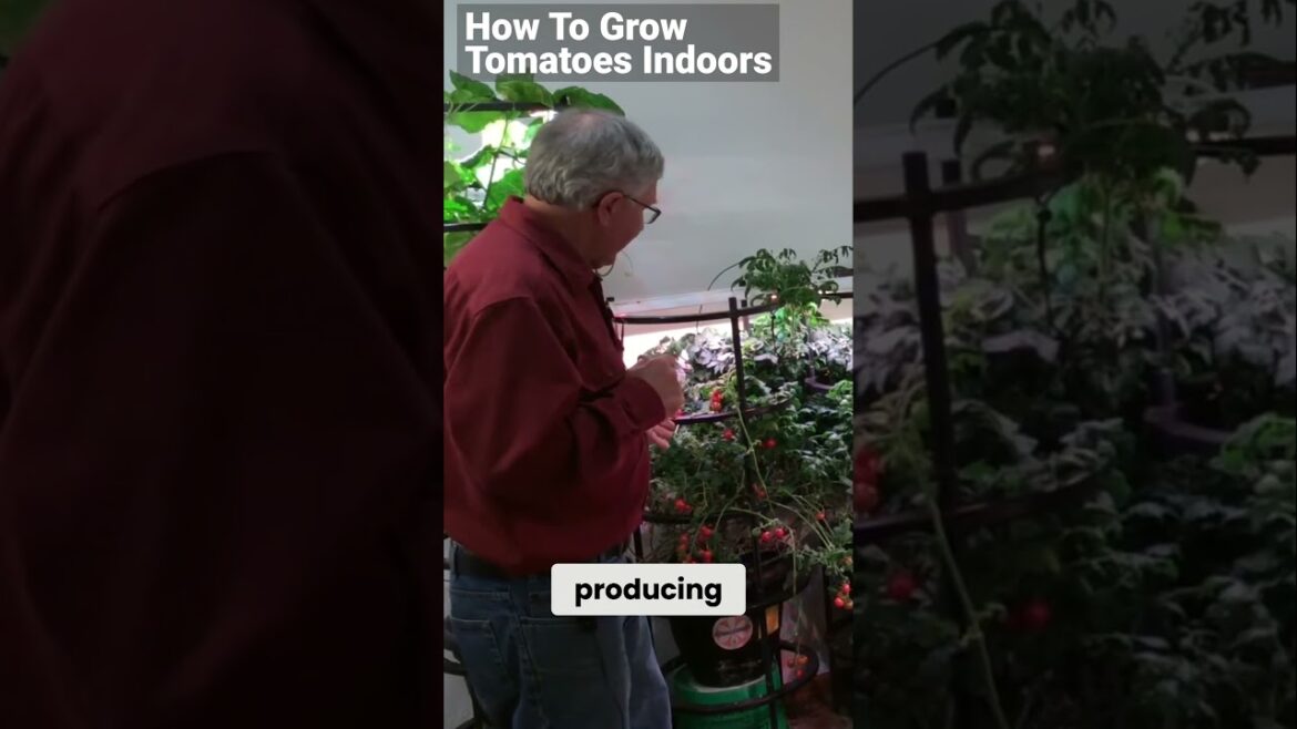 How to Grow Tomatoes Indoors - Watch the full playlist now! #indoorgardening  #apartmentgardening