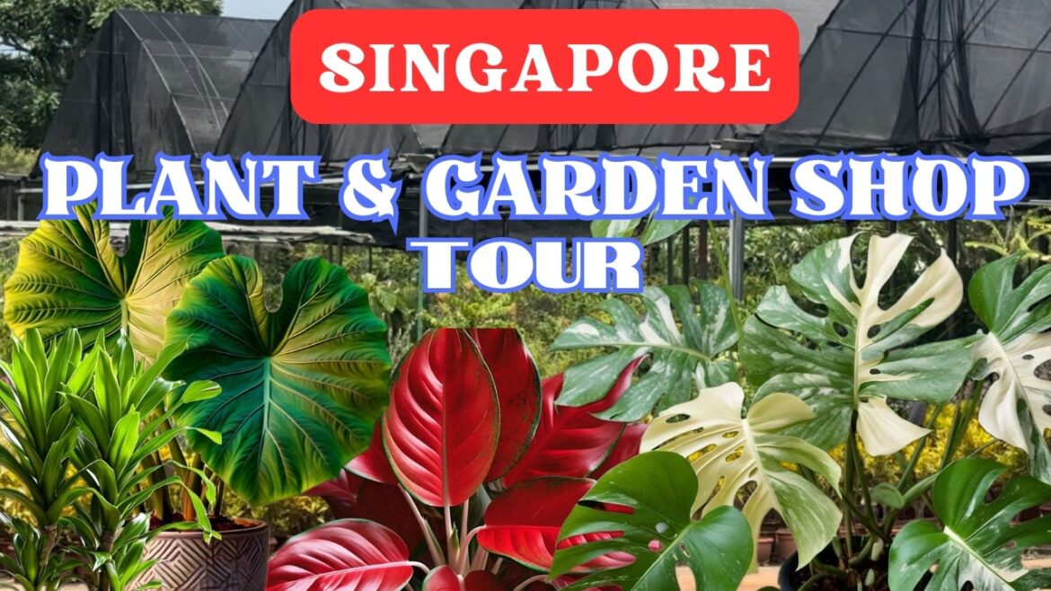 Plant and Garden Supply Store Tour | The Largest Garden Plant Shop in Singapore