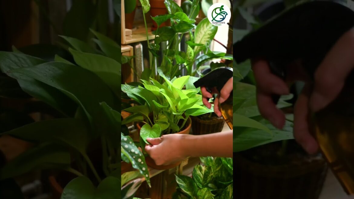 ইনডোর প্ল্যান্টের care of House plants. #gardening #banglashorts