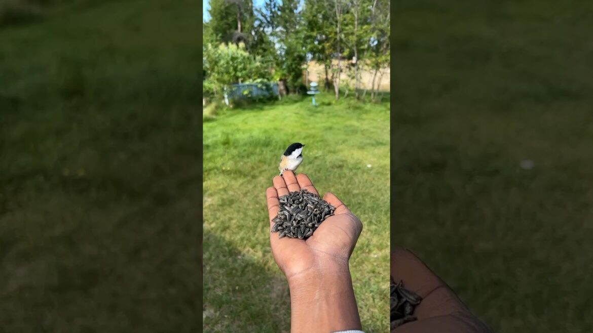 Simple joys of life, feeding animals that visit the backyard garden #shorts #animals