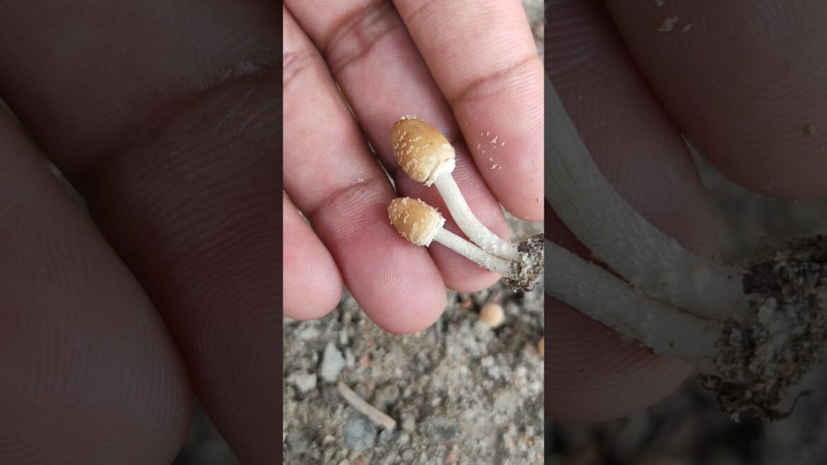 क्या ये मशरूम है #shorts #shortsfeed #mashroom #hervest #viral #gardening