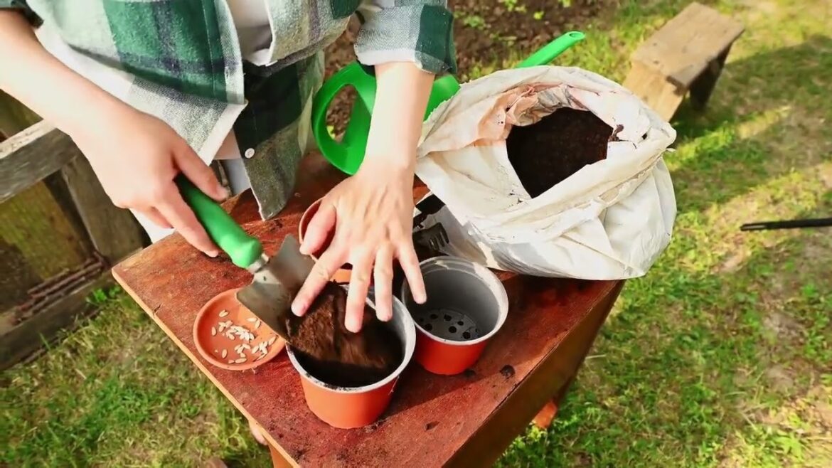 Beginner s Guide to Vegetable Gardening Beginner s Guide to Vegetable Gardening