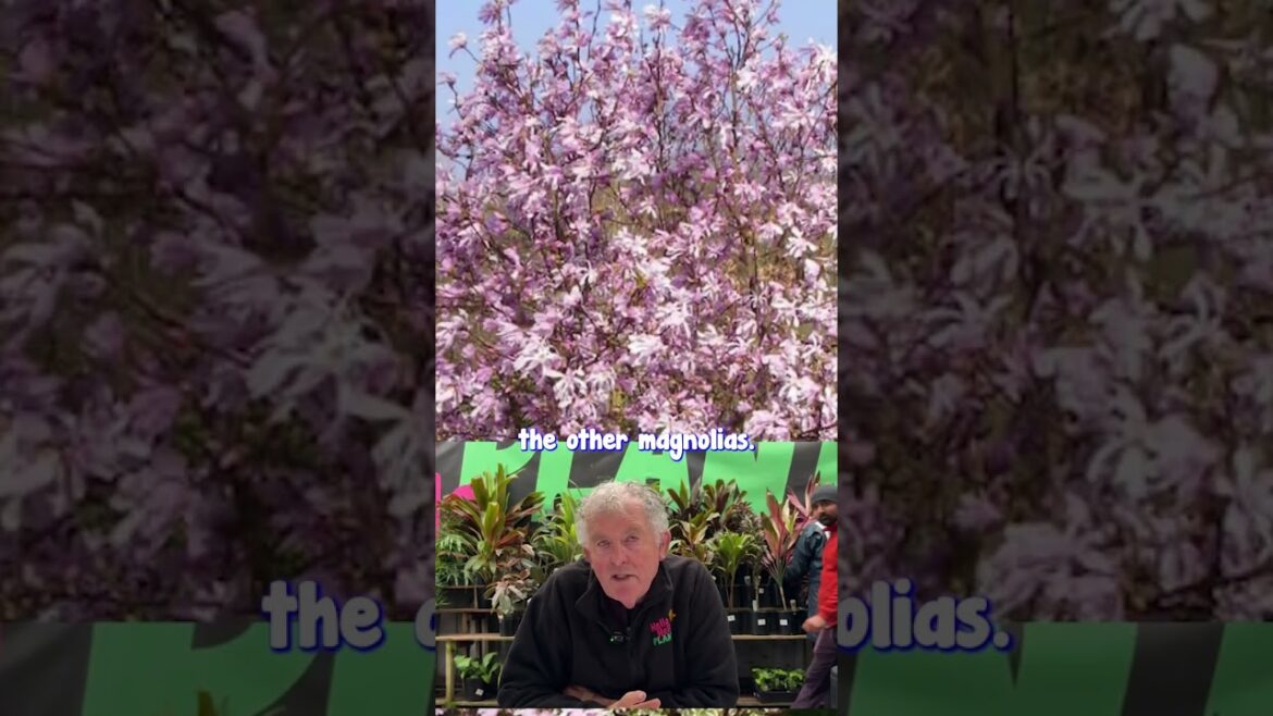 Have the first spring blossoms with Leonard Messel!🌸