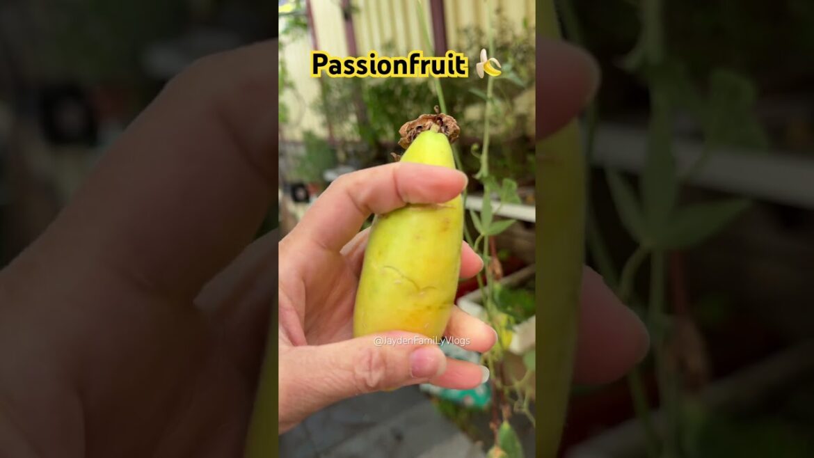 Passionfruit 😱😱 #banana #shorts #fruit #enjoy #garden