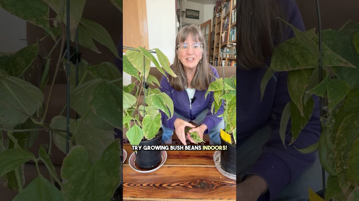 5 Super Reasons to Grow Bush Beans -- Indoors, Year Round!