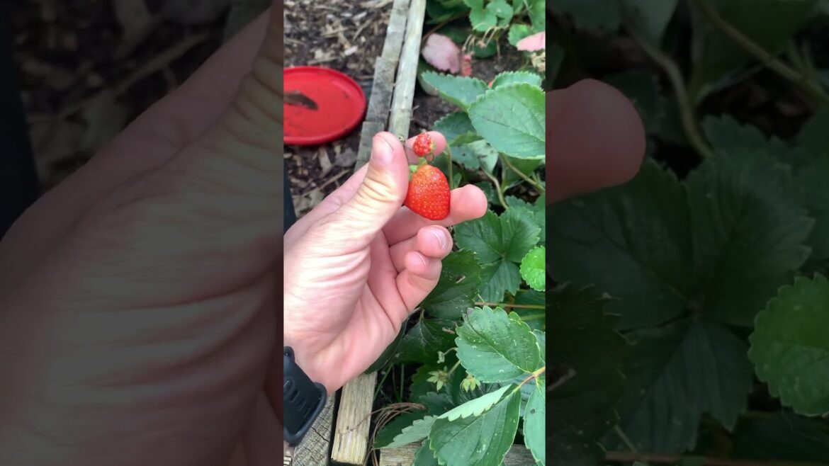 Strawberries not getting big #gardening #strawberry #gardentips