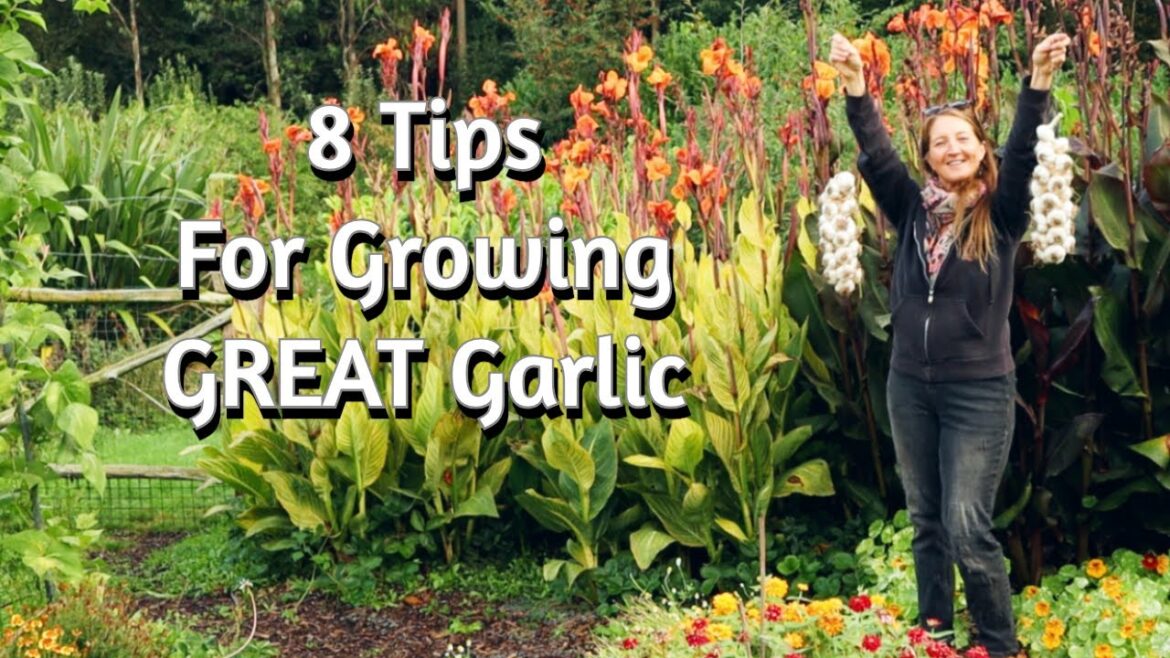 How to Plant Garlic & Methods for Reducing Rust How to Plant Garlic & Methods for Reducing Rust