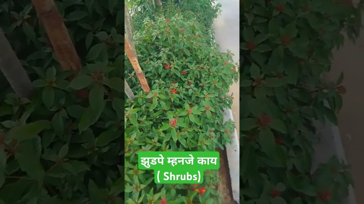 झुडपे म्हनजे काय ( Shrubs)@JankiMohod #horticulture #gardening #pune झुडपे म्हनजे काय ( Shrubs)@JankiMohod #horticulture #gardening #pune