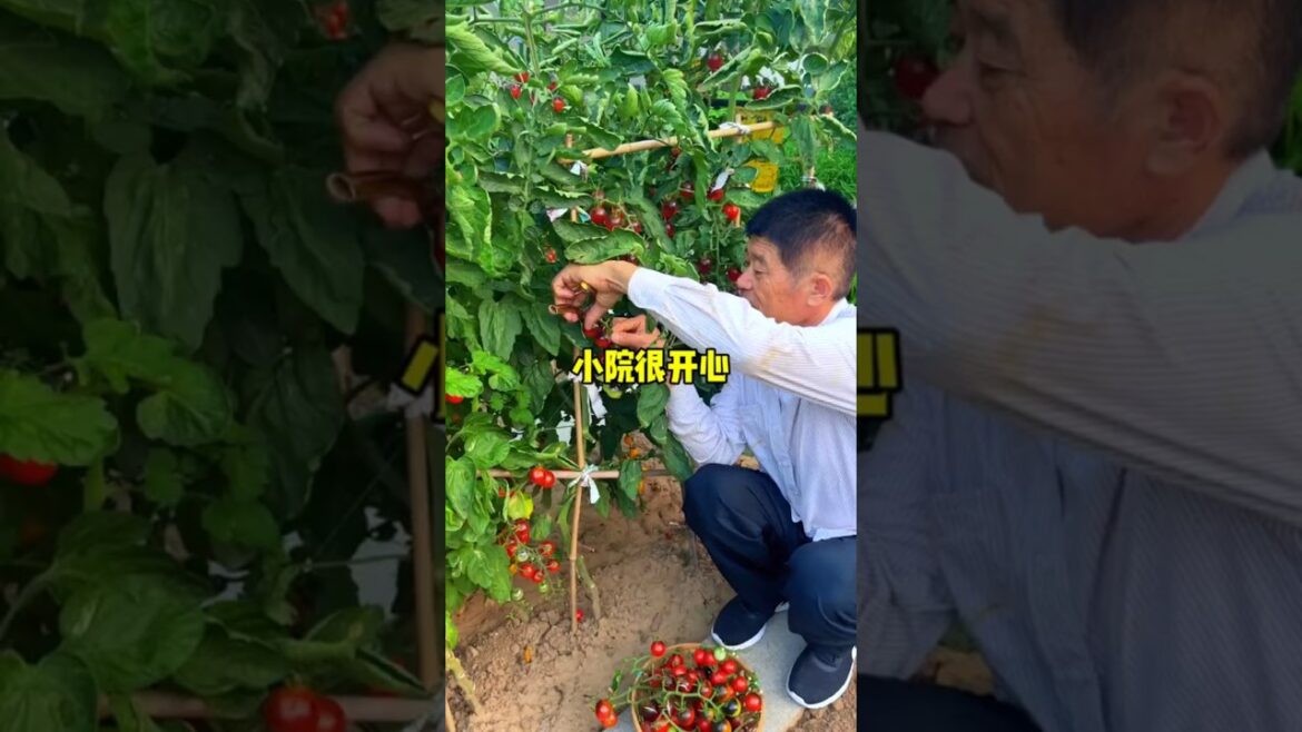 The beautiful scenery and the small courtyard are full of each other, growing good vegetables.
