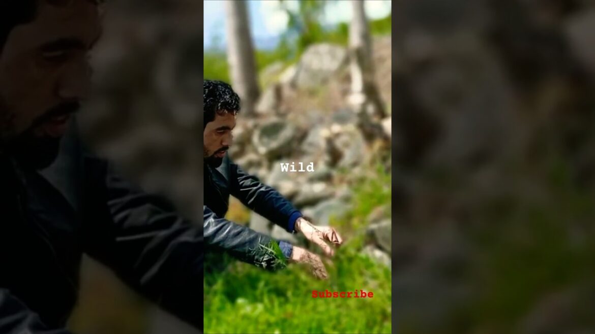 Foraging Wild Asparagus-How to find it. #nature #swatmountains #travel Foraging Wild Asparagus-How to find it. #nature #swatmountains #travel