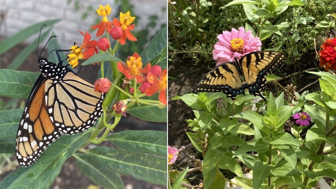 Plant this in your garden to attract butterflies