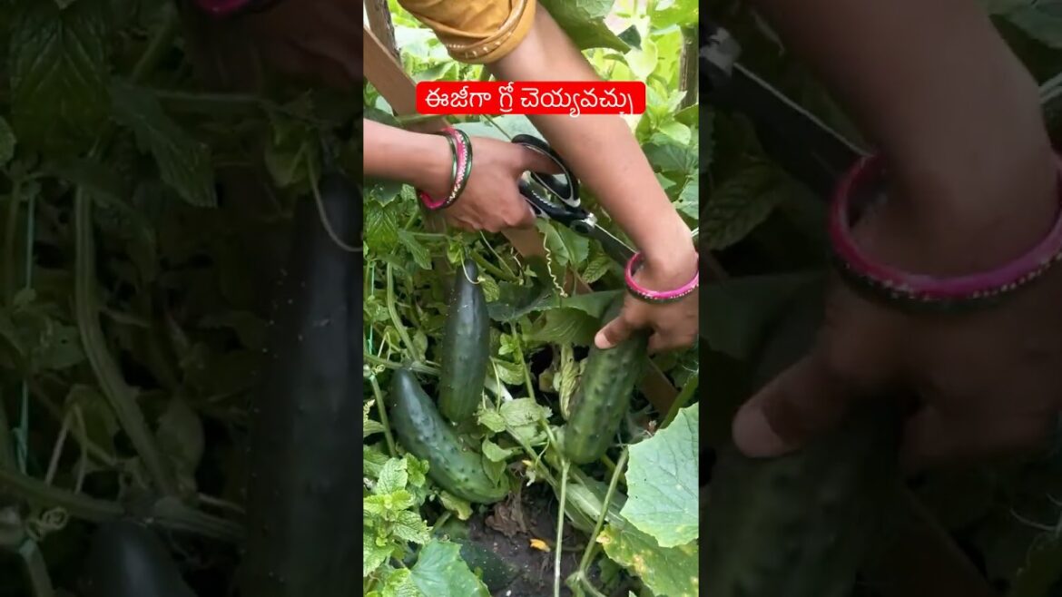 Low calorie vegetable # growing vegetables #gardening#telugushorts#teluguvlogs#ytshorts
