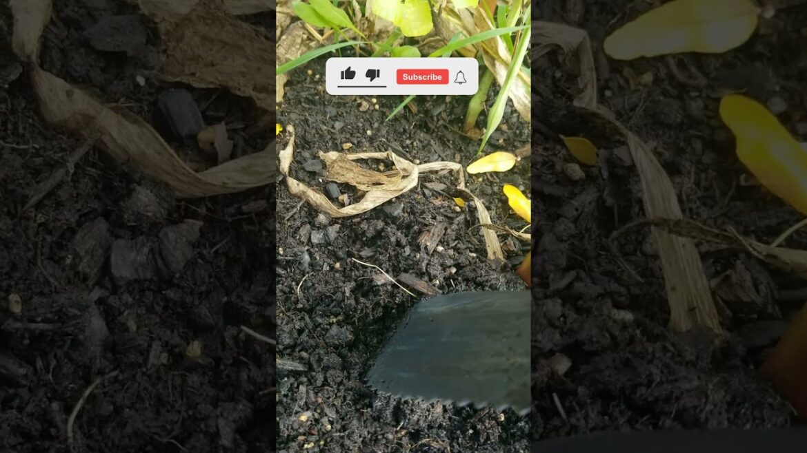 Building Healthy Soil #garden #soil #mycelium #regenerativefarming  #gardeningtips