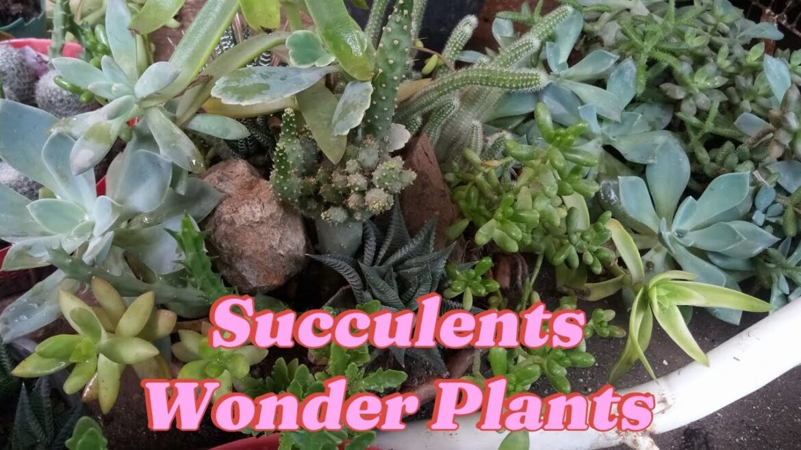 Growing Succulents In Gardens For Beautiful Display | Garden Tips #viralvideo #video #nature #new