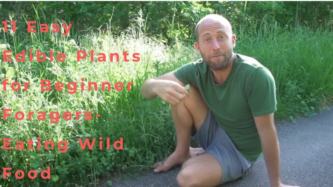 11 Easy Edible Plants for Beginner Foragers Eating Wild Food 11 Easy Edible Plants for Beginner Foragers Eating Wild Food
