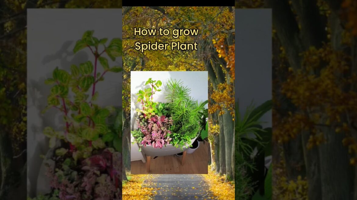 How to grow Spider Plant !! #shorts #ytshorts #youtubeshorts #mstshorts10 How to grow Spider Plant !! #shorts #ytshorts #youtubeshorts #mstshorts10