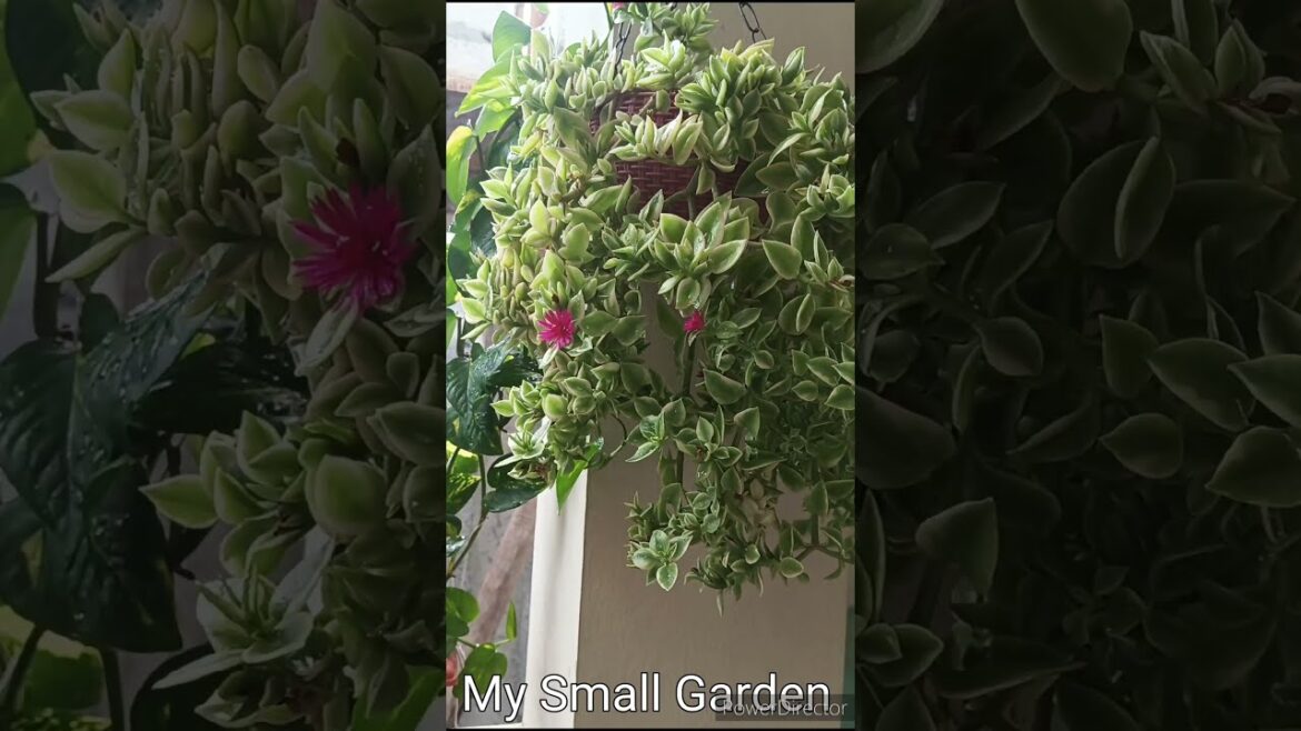 Garden video, kannada garden tips and vlogs