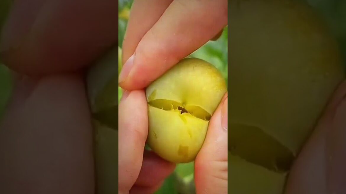 China's High-Tech Fruit Harvesters: The Future of Farming