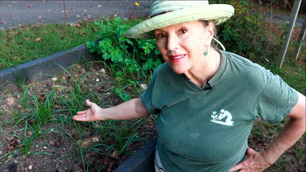 Kaye Kittrell: Was it worth it? + BASIL HARVEST 5 Varieties! Was it worth it? + BASIL HARVEST 5 Varieties!