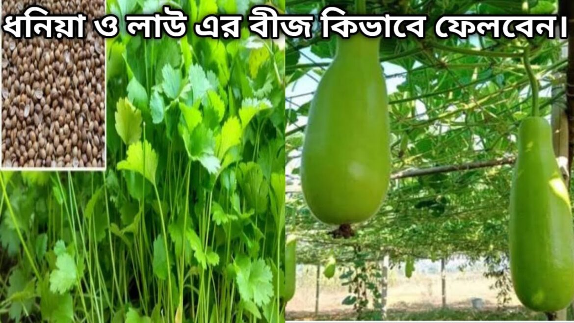 ধনিয়া ও লাউ এর বীজ কিভাবে ফেলবেন । vegetable gardening tips | gardening tips and tricks