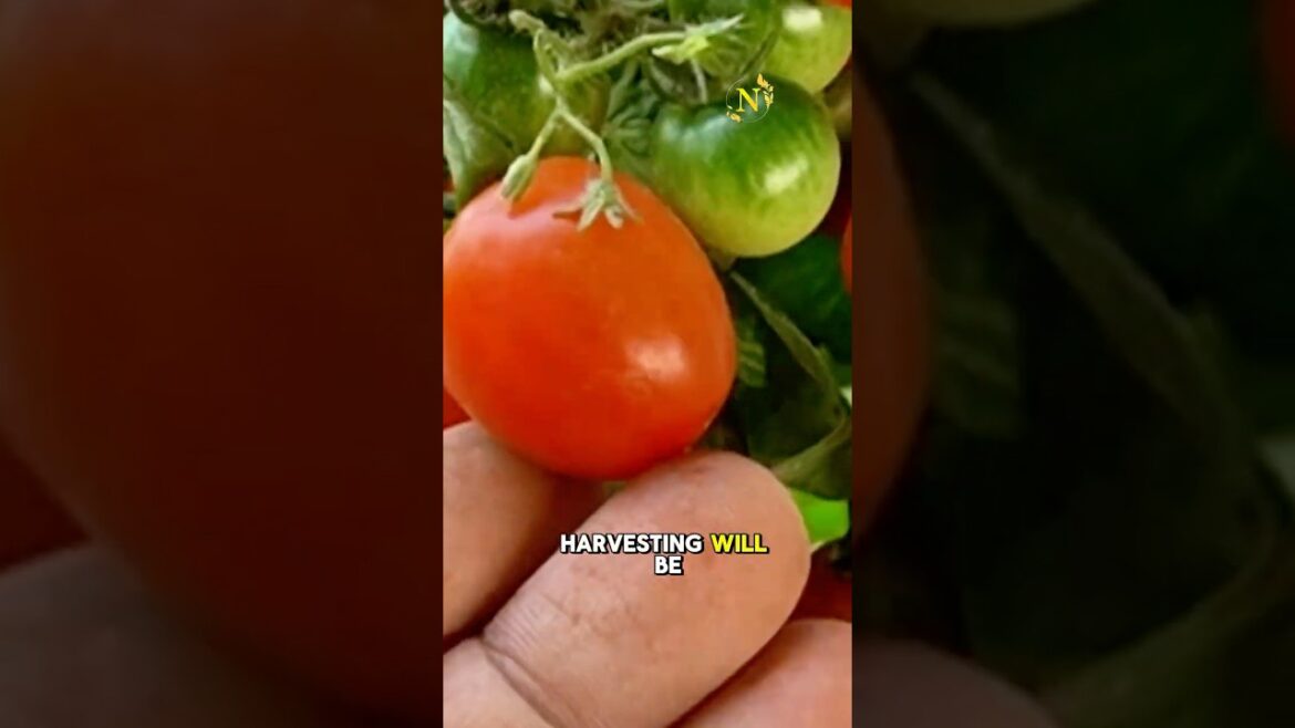Grow Juicy Tomatoes in Bottles? This Trick is AMAZING!