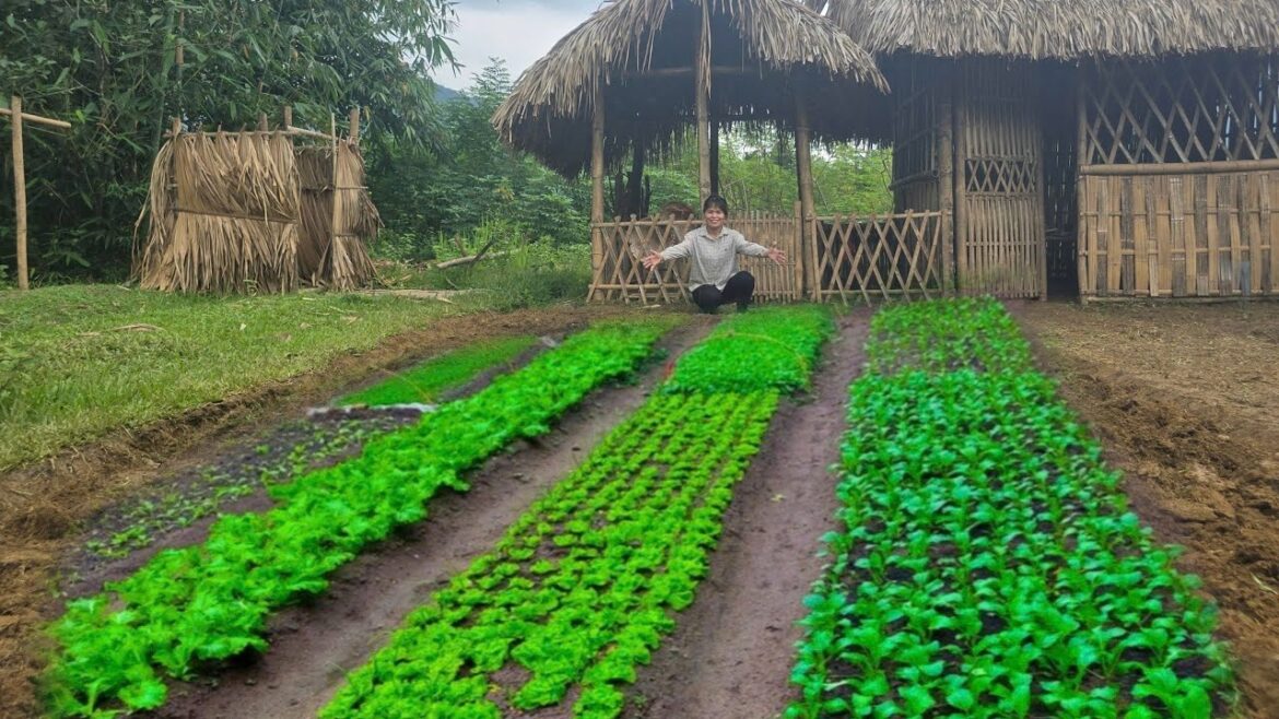 vegetable gardening, vegetable garden renovation, farm