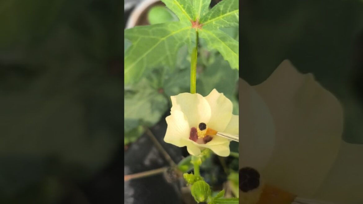 Day 2 | Gardening & Budgies Vlog | Vegetable Planting Tips & Budgie Fun #budgies #garden #dailyvlog