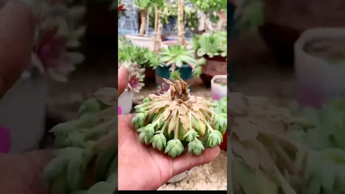 Succulent Tips: Repotting succulents 🪴 #shorts