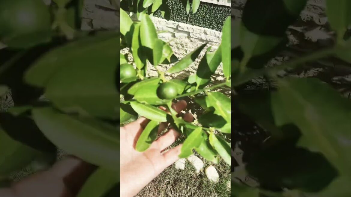 Home grown Lemon | #grow #garden #homegrown #homegarden #gardening #garden #shorts @Blunderchef Home grown Lemon | #grow #garden #homegrown #homegarden #gardening #garden #shorts @Blunderchef