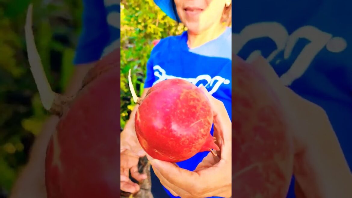 Filipina Mom Harvesting Organic Pomegranate in Her Food Forest