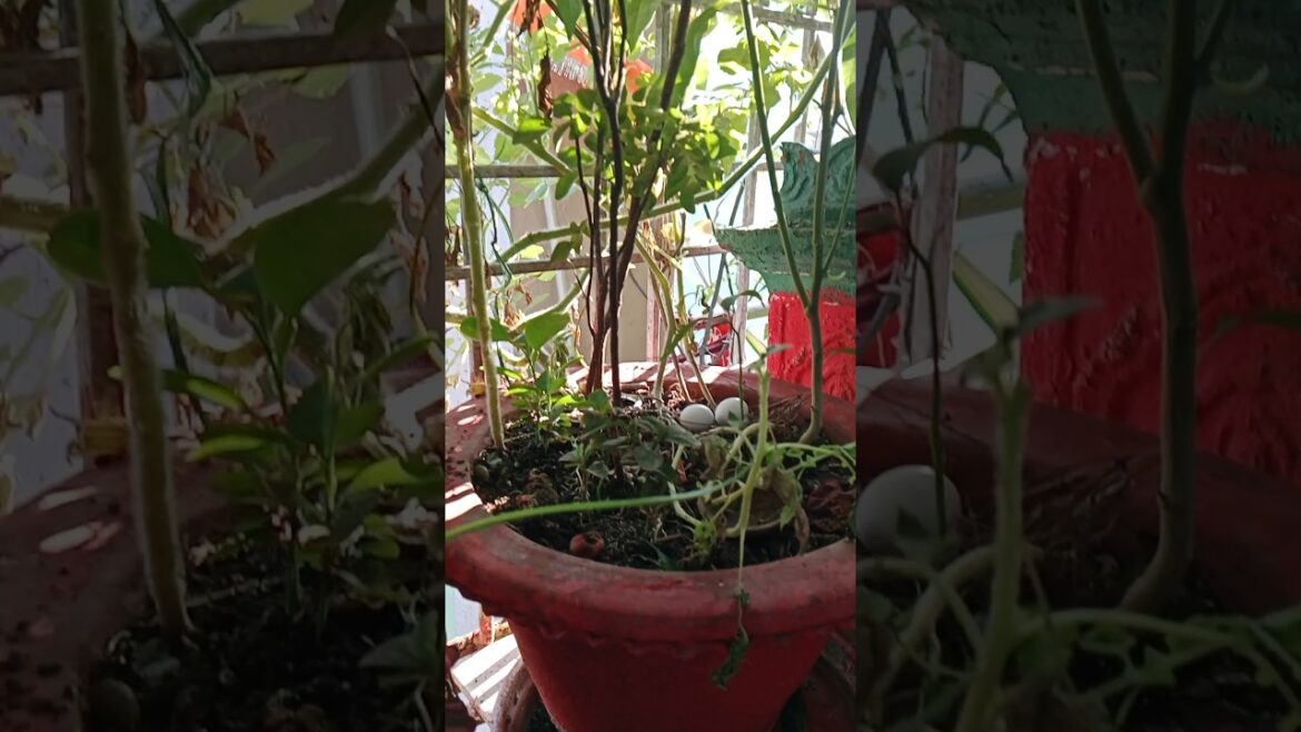 कभी खुशी कभी गम -Gardening Edition#shorts#gardening #plants#viralshorts कभी खुशी कभी गम -Gardening Edition#shorts#gardening #plants#viralshorts