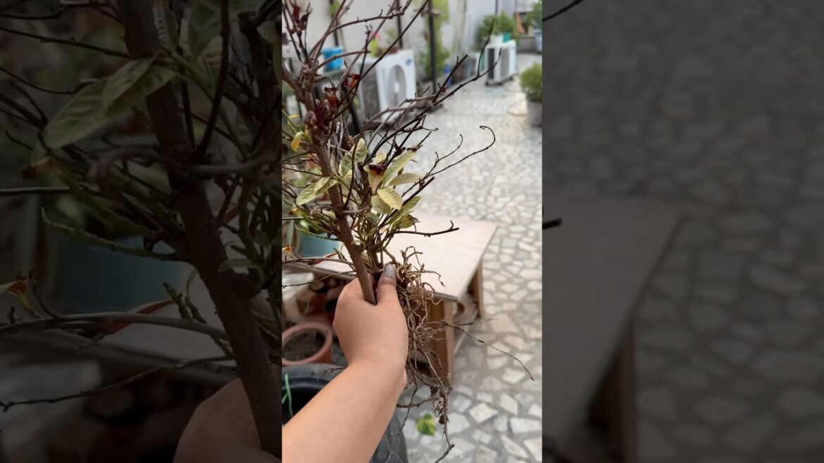 Rescuing a Thrown-Away Plant: Meet Laila Majnu! 🌿 #gardening #plantcare #shortsfeed Rescuing a Thrown-Away Plant: Meet Laila Majnu! 🌿 #gardening #plantcare #shortsfeed