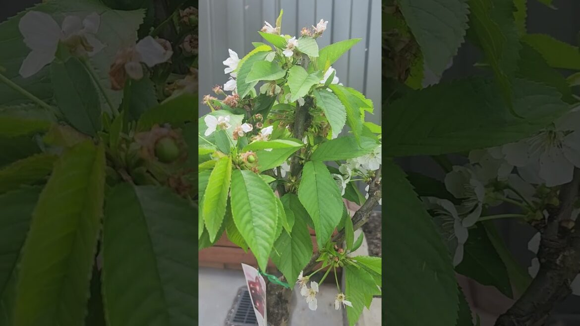 Small backyard Garden ||Cherry plant #homegarden #fruits