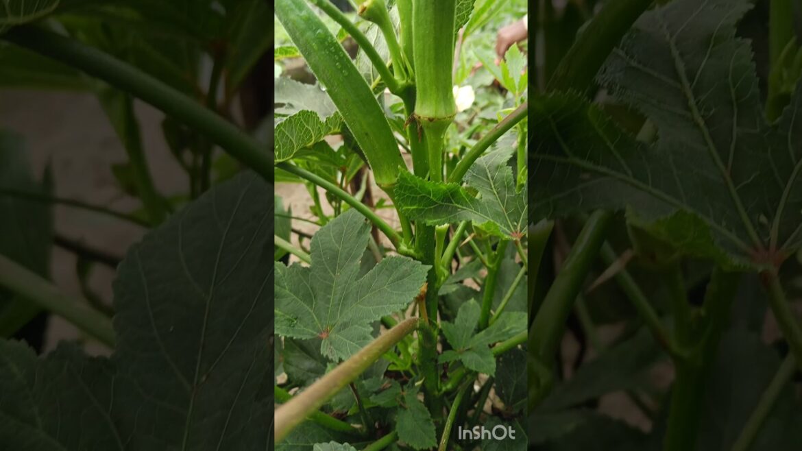 See what he is picking (Okra or Lady’s finger, or Bhindi, or Gumbo) #shorts #short #shortvideo See what he is picking (Okra or Lady's finger, or Bhindi, or Gumbo) #shorts #short #shortvideo