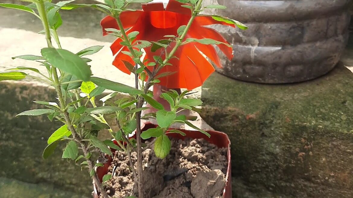 Reuse plastic drum #garden #plasticbottlecraft #diy #gardendesign #tulsiplant #wastematerialcraft