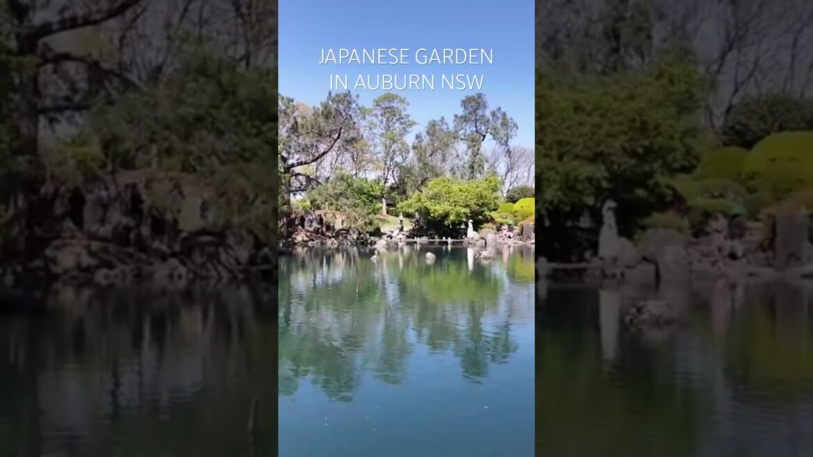 Japanese Garden in Auburn Botanic Garden #sydneytravelvlog #explore #sydneytravelguide
