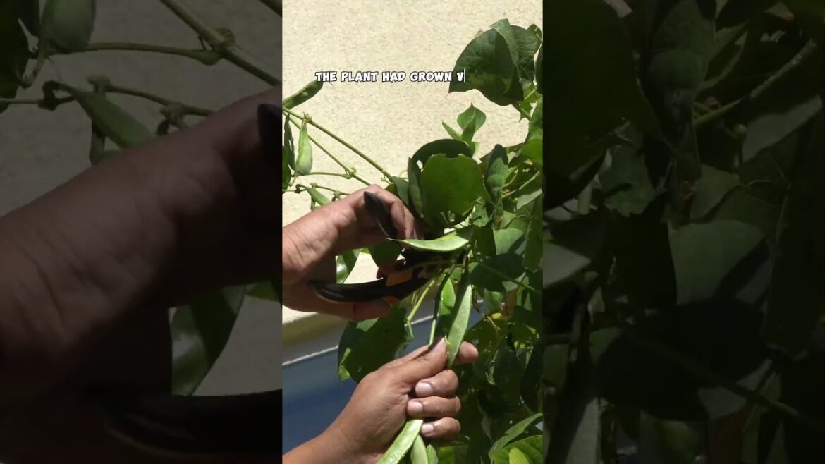 California Gardening: Harvesting Hyacinth Beans: Late Summer to Fall Garden Bounty! #homegarden #garden #vegetablegarden Harvesting Hyacinth Beans: Late Summer to Fall Garden Bounty! #homegarden #garden #vegetablegarden