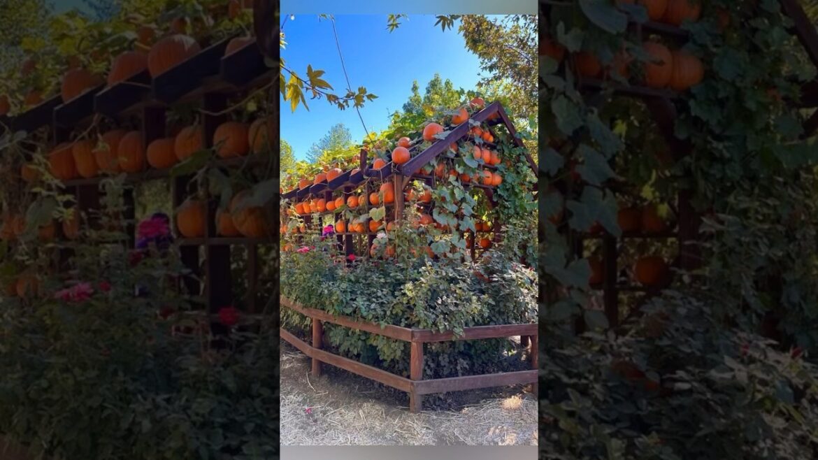 Vegetable GARDEN ideas for home