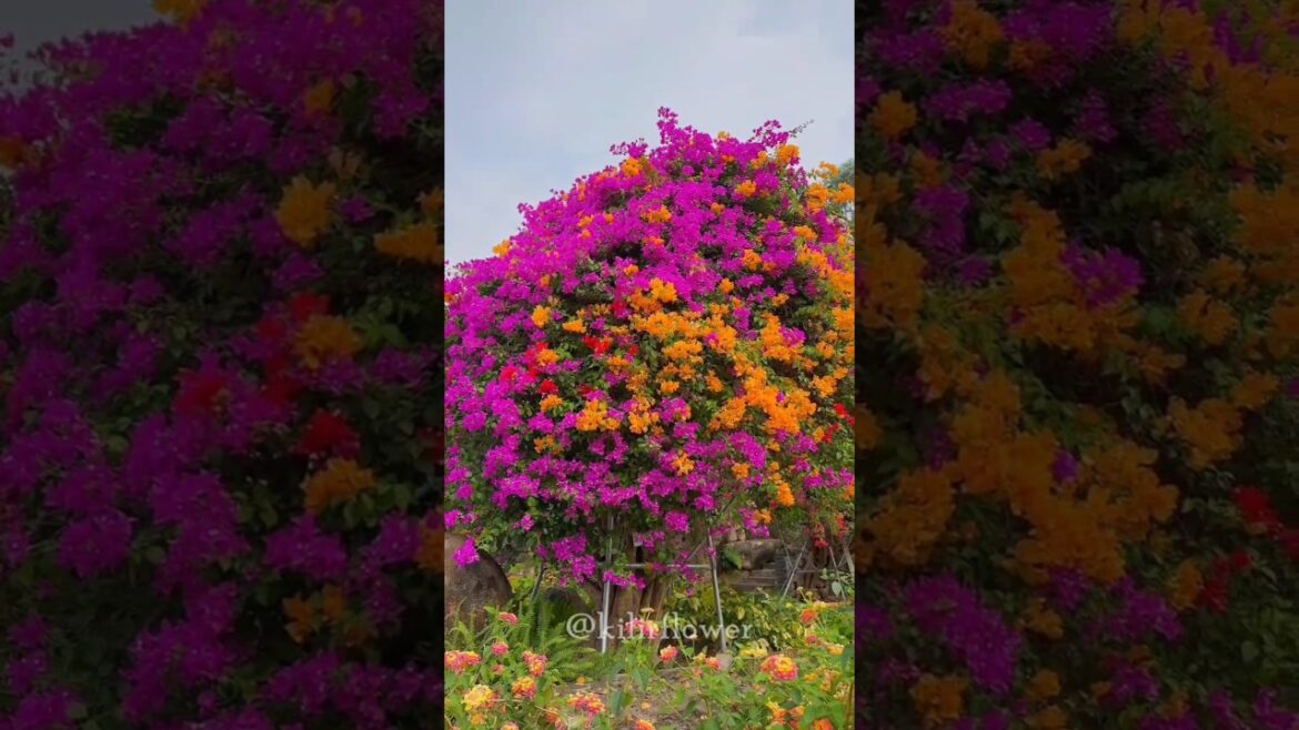 Blooming Marvelous #shorts #garden #flowers Blooming Marvelous #shorts #garden #flowers