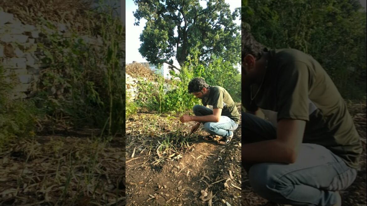 Remove weeds from onion plants #nature #farming #gardening #shorts