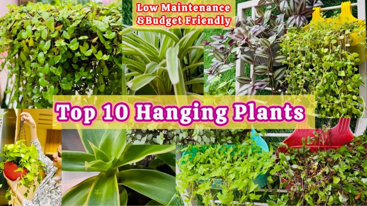 Top 10 Hanging Plants || Indoor & Outdoor || Gardening Ideas || #homedecor