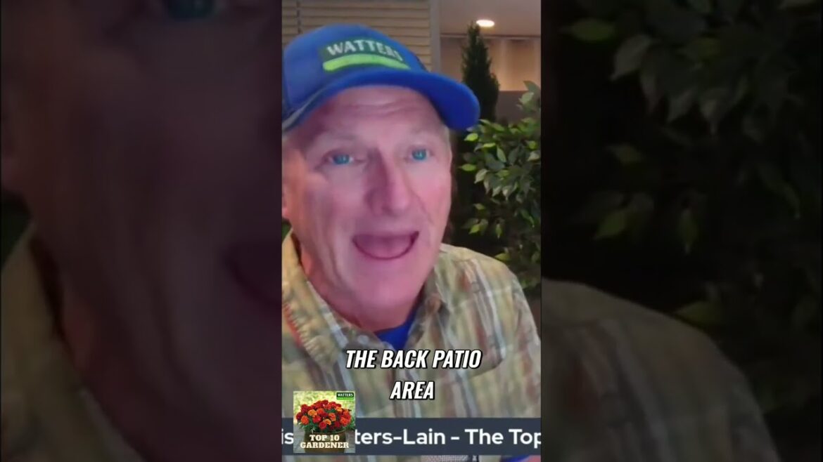 How to Grow Stunning Agaves in Container Gardens