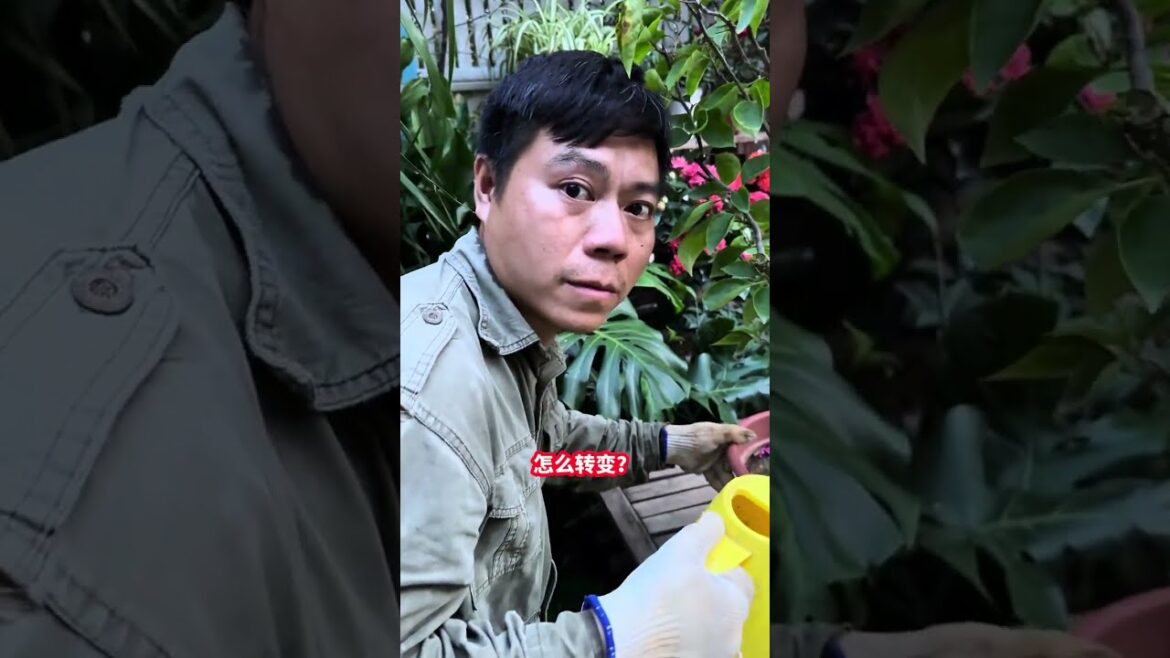 #盆栽#三角梅#养花三角梅只长叶子不开花,重要的是把它转变为花芽分化期 #盆栽#三角梅#养花三角梅只长叶子不开花,重要的是把它转变为花芽分化期