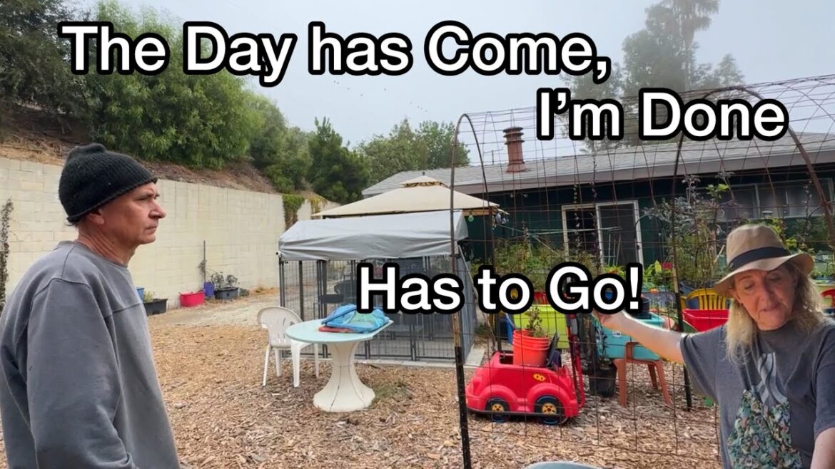 Vertical Garden Growing Food & Cucumbers Successfully Container Gardening vs Dog Kennel Discussion Vertical Garden Growing Food & Cucumbers Successfully Container Gardening vs Dog Kennel Discussion